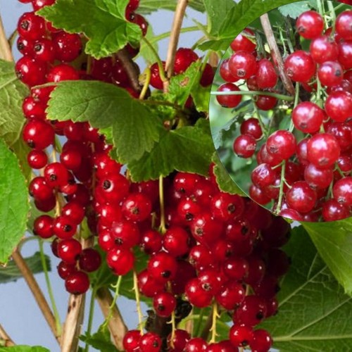 Ribes rubrum 'Summer Pearls® Red' - Punane sõstar 'Summer Pearls® Red' C5/5L Ribes rubrum 'Summer Pearls® Red' - Punane sõstar 'Summer Pearls® Red' C5/5L